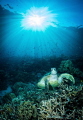   Resting turtle beautiful house reef Raja Ampat  